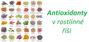 Přírodní antioxidanty rostliny byliny účinky zdraví rakovina nemoci srdce stárnutí