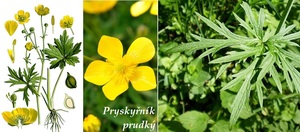 Pryskyřník účinky na zdraví co léčí použití užívání využití pěstování