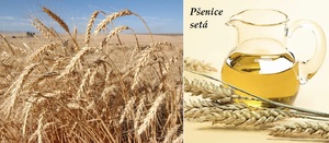 Pšenice účinky na zdraví účinky co léčí použití užívání využití pěstování