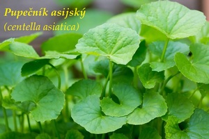 Pupečník asijský centella gotukola účinky na zdraví co léčí použití využití pěstování