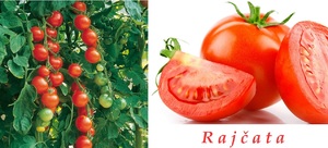 rajcata ucinky na zdravi co leci pouziti uzivani vyuziti pestovani skudci a nemoci rajcat