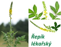 repik-ucinky-na-zdravi-co-leci-pouziti-uzivani