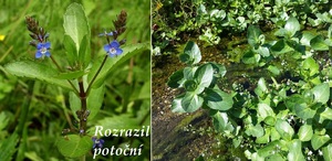 Rozrazil potoční - účinky na zdraví, co léčí, použití, užívání, využití