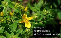 roztrousena-skleroza-a-bylinky-sclerosis-multiplex-a-bylinky-na-jeji-lecbu