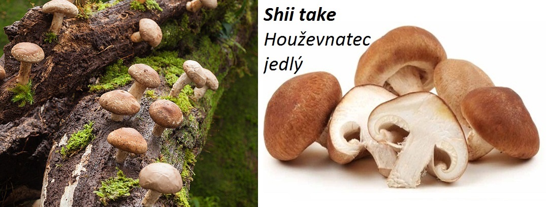 Houzevnatec Jedly