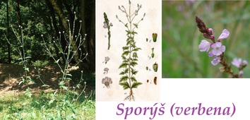 sporys-verbena-ucinky-na-zdravi-co-leci-pouziti-uzivani-vyuziti