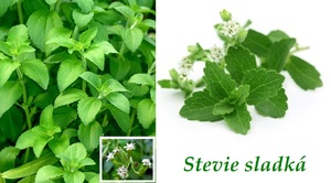 Stévie sladká účinky zdraví použití využití užívání pěstování toxicita