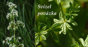 Svízel povázka účinky na zdraví co léčí použití užívání využití pěstování