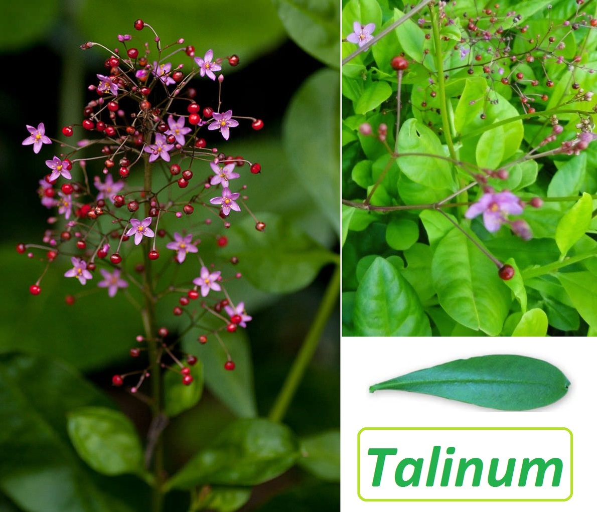 растение талинум метельчатый. талинум паникулатум. талинум каффрум. талинум очитковидный. талинум метельчатый.