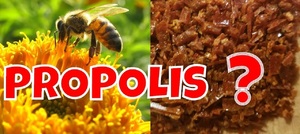 vceli propolis ucinky na zdravi pouziti vyuziti zpracovani tinktura mast