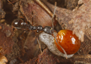 Vialka fiolka maceška rozmnožování množení myrmekochorie mravenci