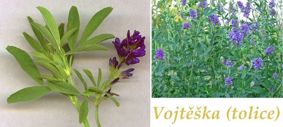 Vojteska (Medicago sativa, pěstování vojtěšky, chorobám škůdcům, Před setím) Vojteska
