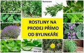 živé bylinky na prodej eshop olomouc prostějov přerov šternberk brno