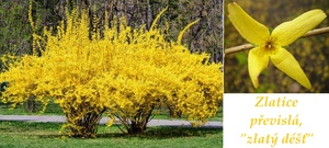 zlatice převislá zlatý déšť účinky na zdraví použití užívání využití sběr zajímavosti pěstování botanický popis legendy
